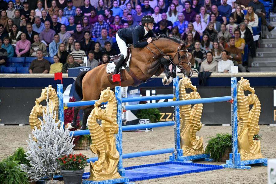 Chacco's Lando OL - Mechelen Sires of the World - 2